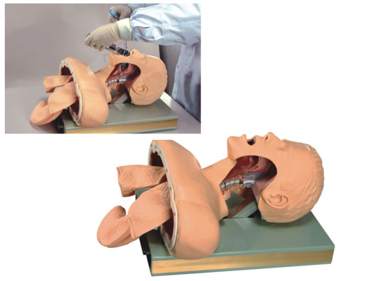高級人體氣管插管訓練模型