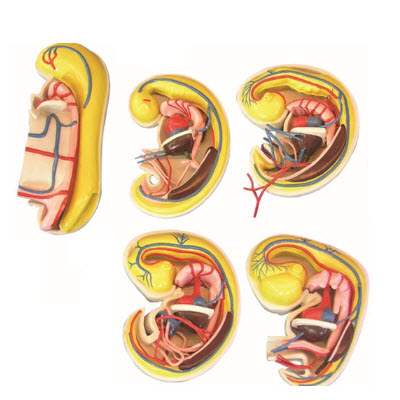 消化、呼吸、泌尿生殖、體腔的發(fā)生解剖示教模型 YJ/ZZ2017